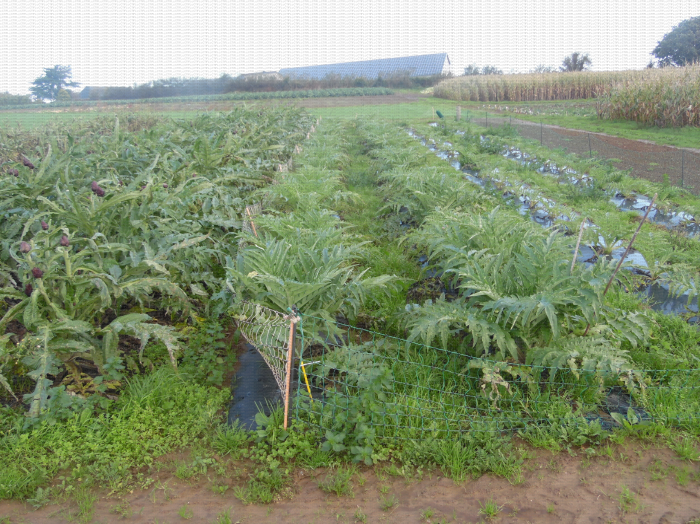 Irrigation de l'artichaut : le bon dosage permettra de favoriser le développement tout en préservant l'état sanitaire